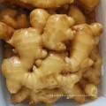 Wholesale cheap price new crop fresh ginger